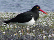 link to oystercatchers